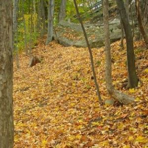 Concrete wall broken and lying in the woods.