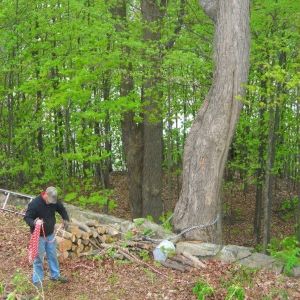 Man coiling a rope near big tree with chain tied to it.