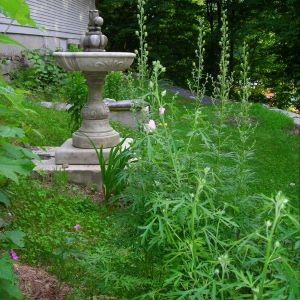 Young budding plants near concrete fountain.